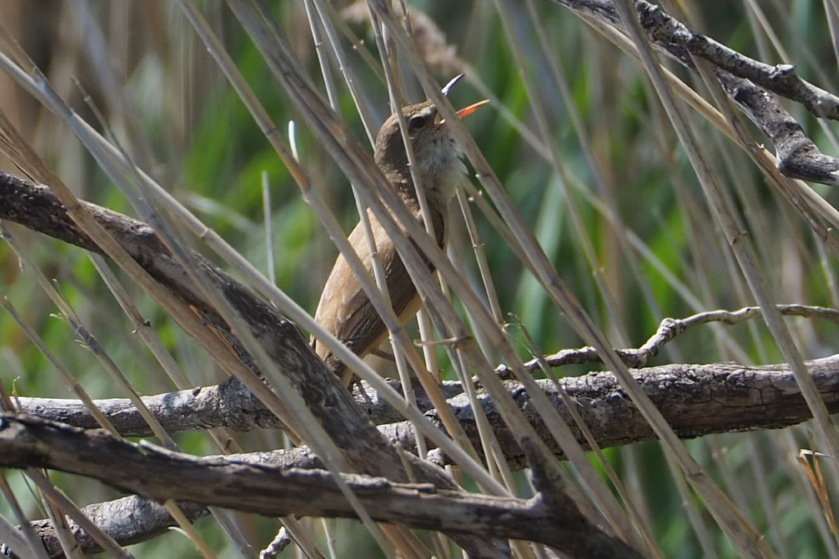 Great Reed Warbler - Wytske De Groot