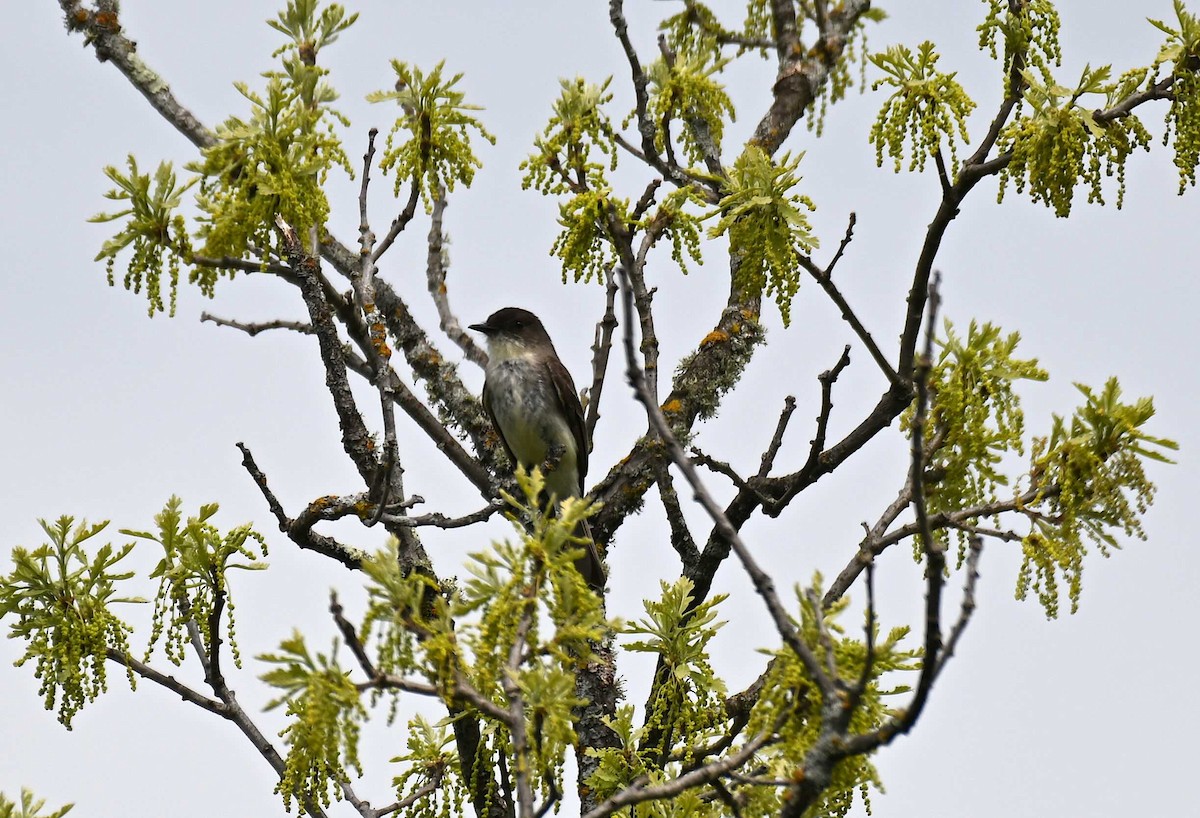 Eastern Phoebe - Damian Vraniak