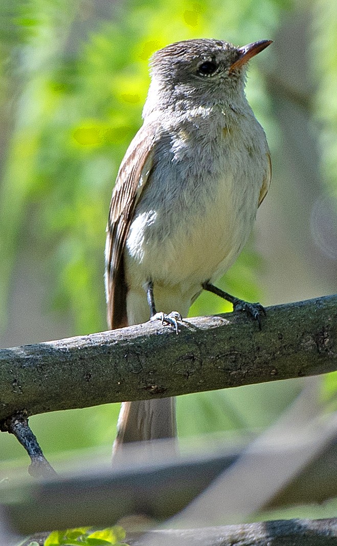 Northern Beardless-Tyrannulet - ML619666671