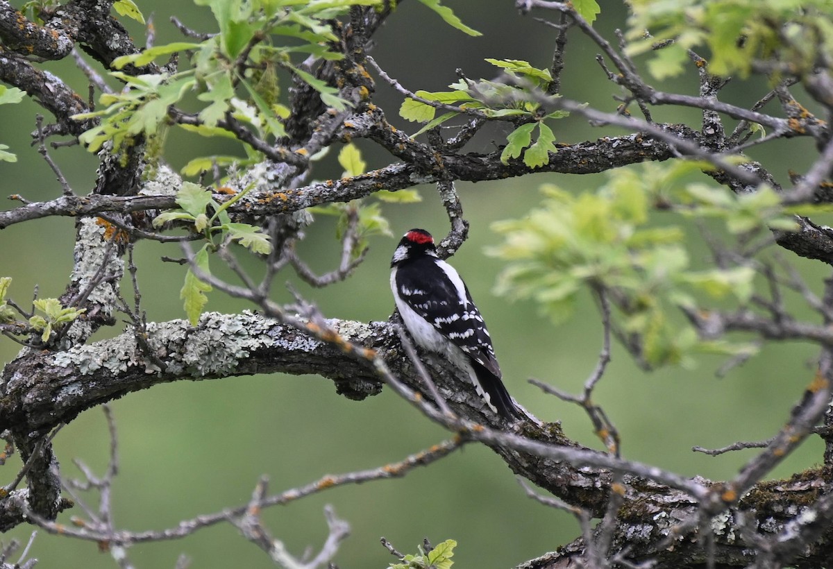 Downy Woodpecker - Damian Vraniak