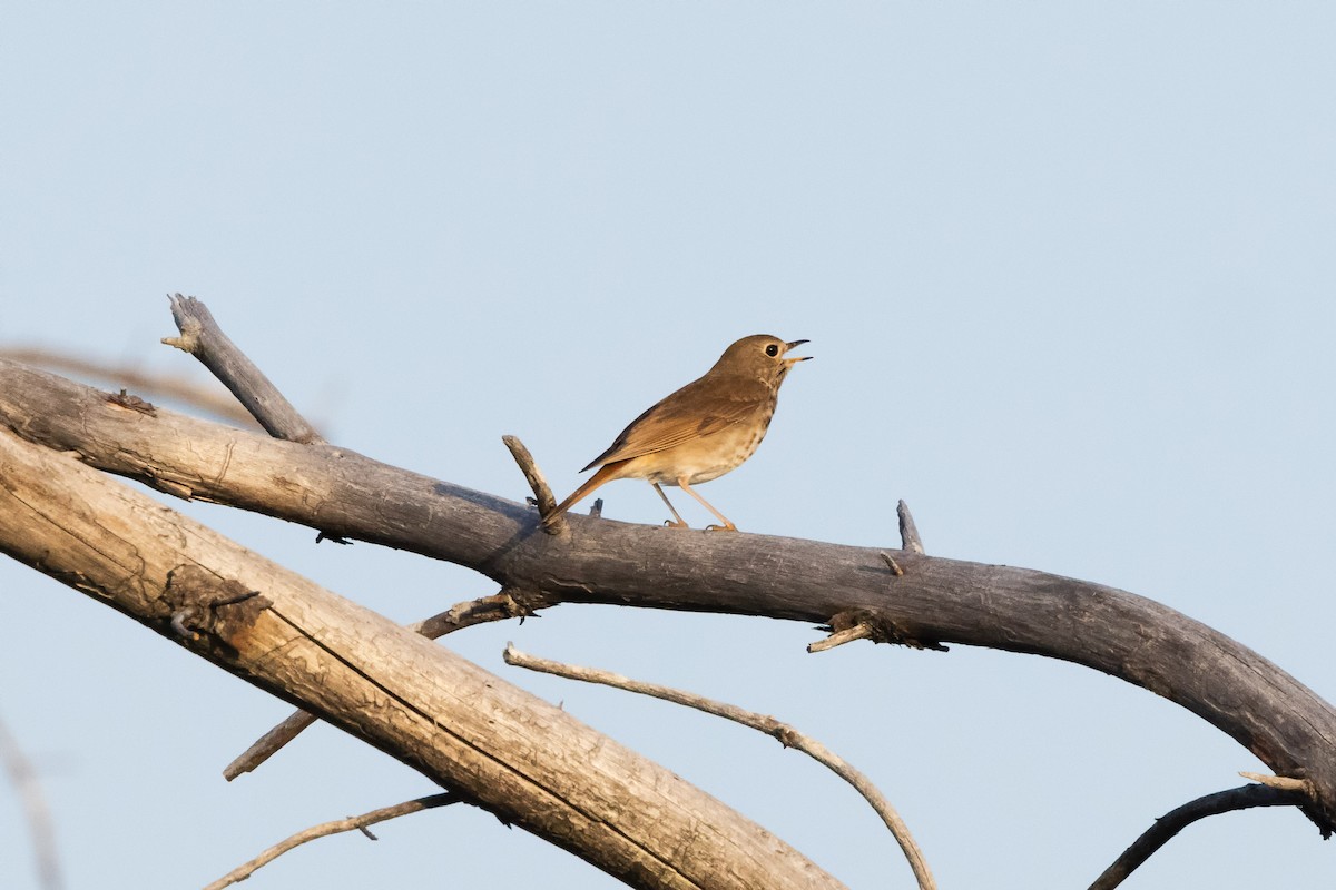 Hermit Thrush (faxoni/crymophilus) - Kees de Mooy