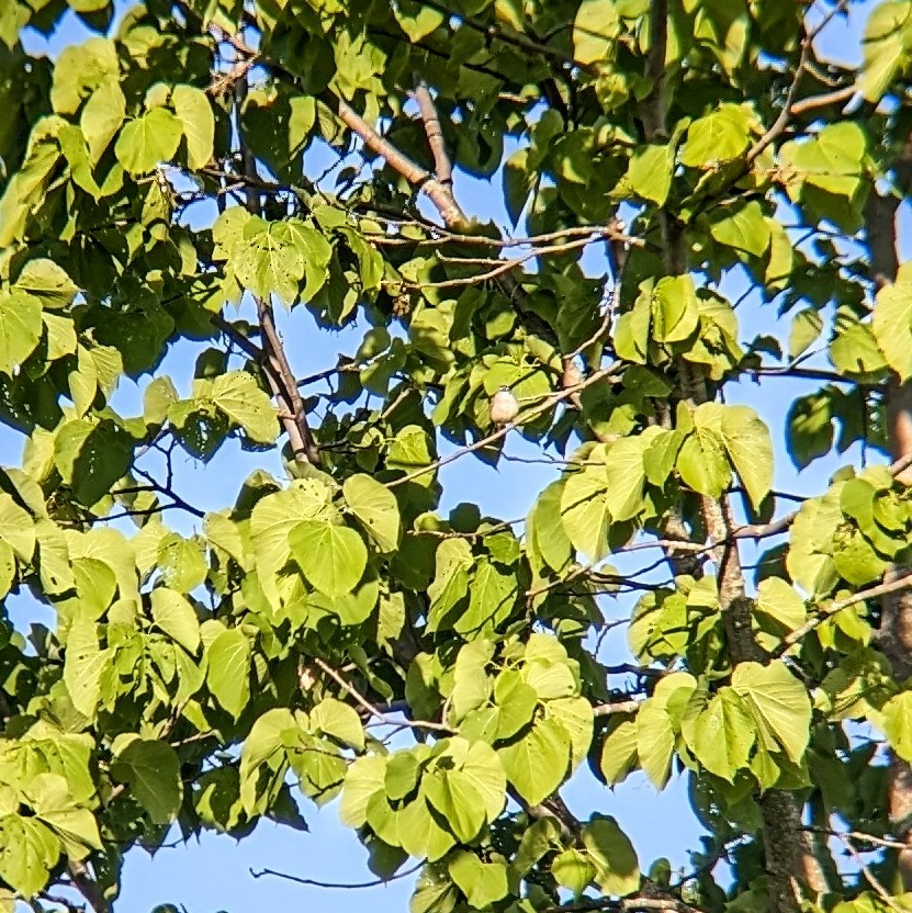 Red-eyed Vireo - Molly C