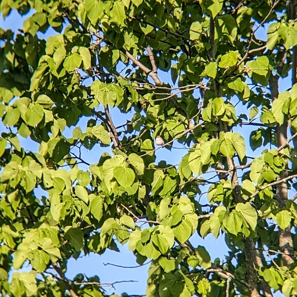 Red-eyed Vireo - Molly C