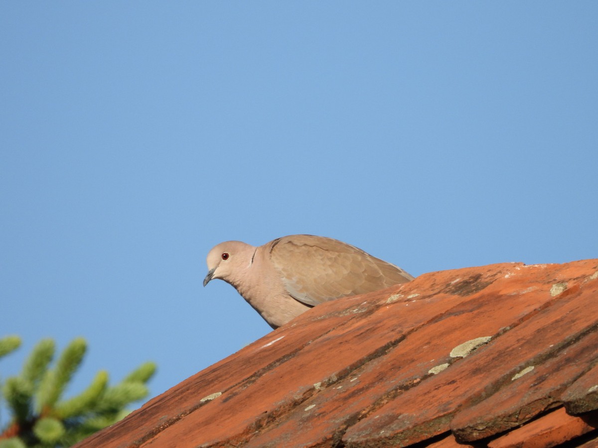 Eurasian Collared-Dove - Monika Czupryna