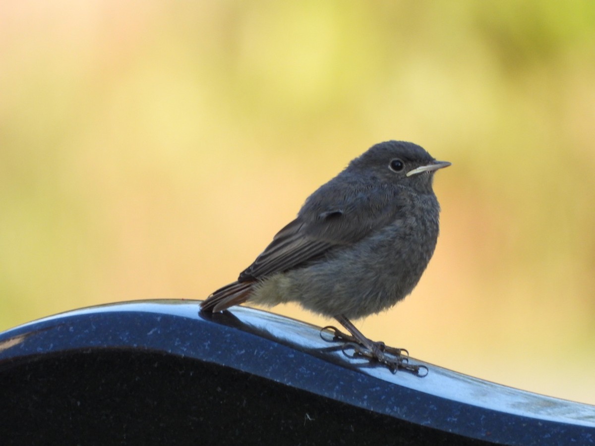 Black Redstart - Monika Czupryna