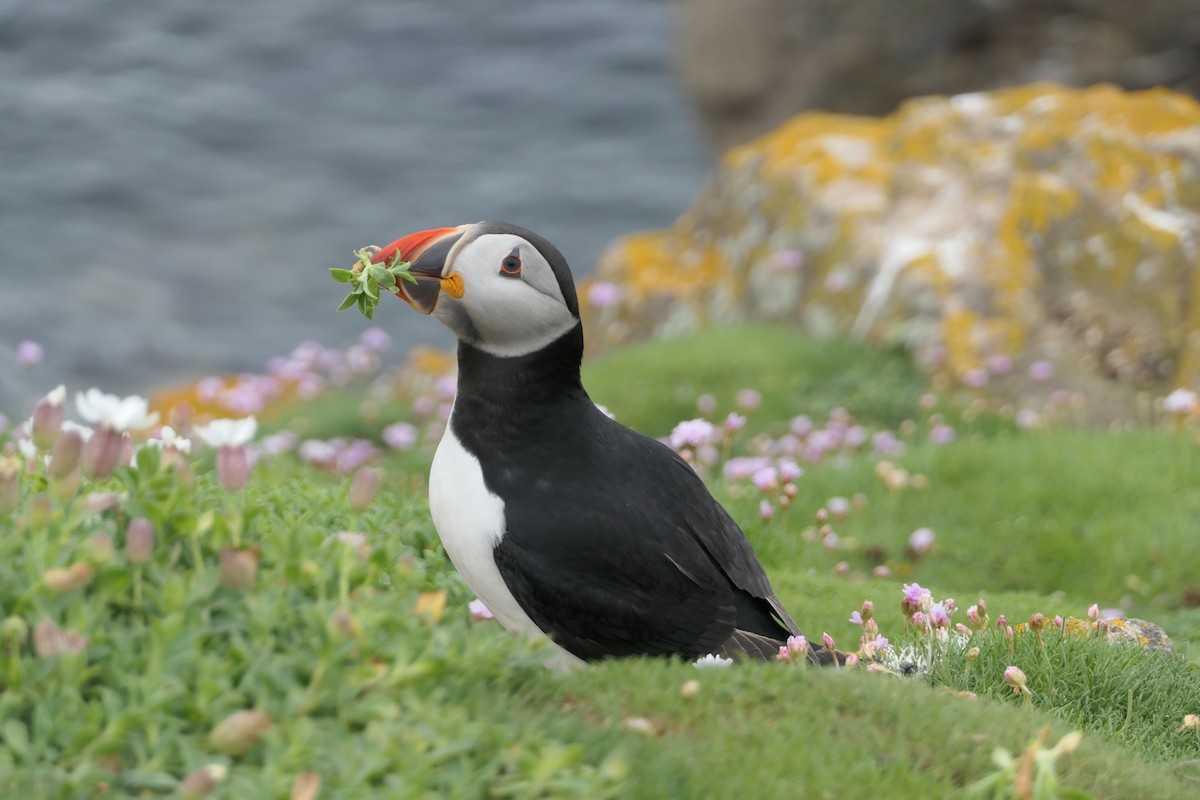 Atlantic Puffin - ML619666686