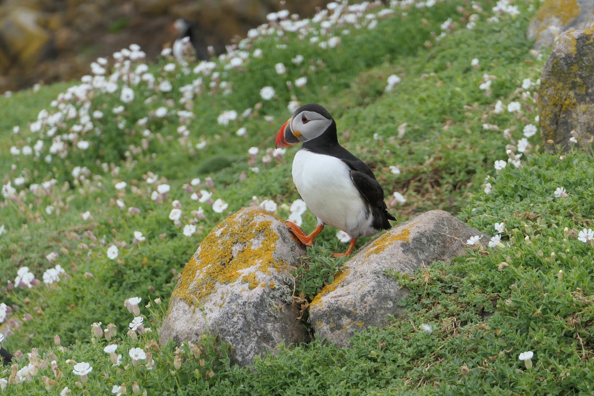 Atlantic Puffin - Calli Carty