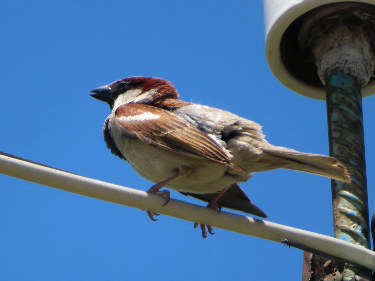 House Sparrow - Kseniia Marianna Prondzynska