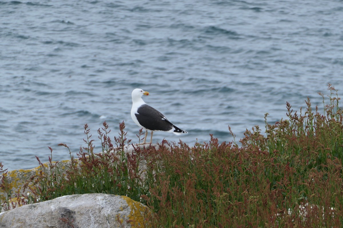 Great Black-backed Gull - Calli Carty