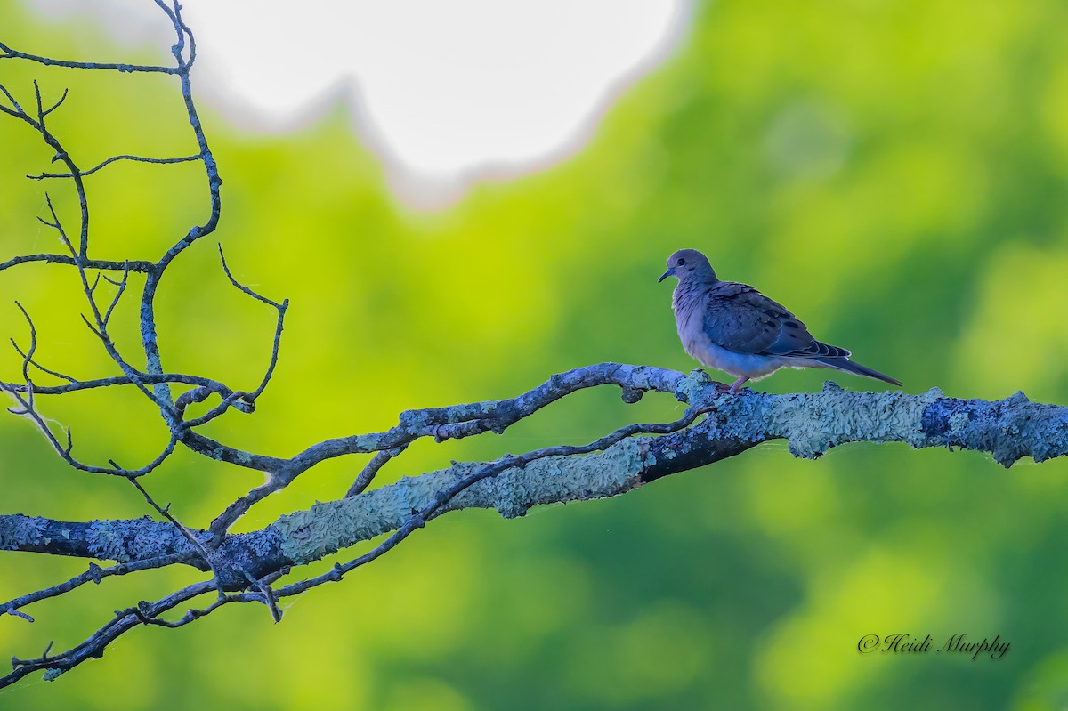 Mourning Dove - Heidi Murphy