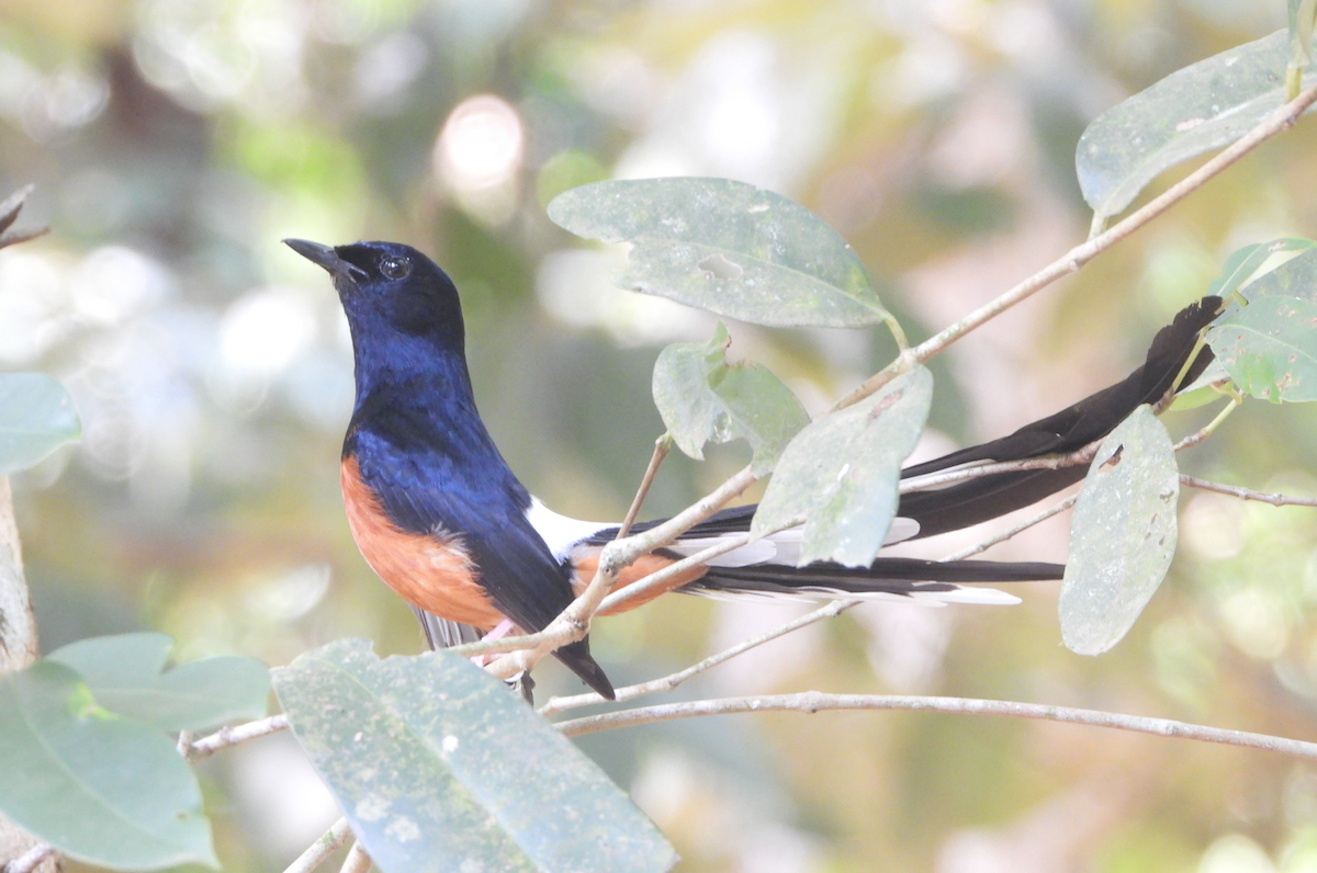 White-rumped Shama - ML619666724