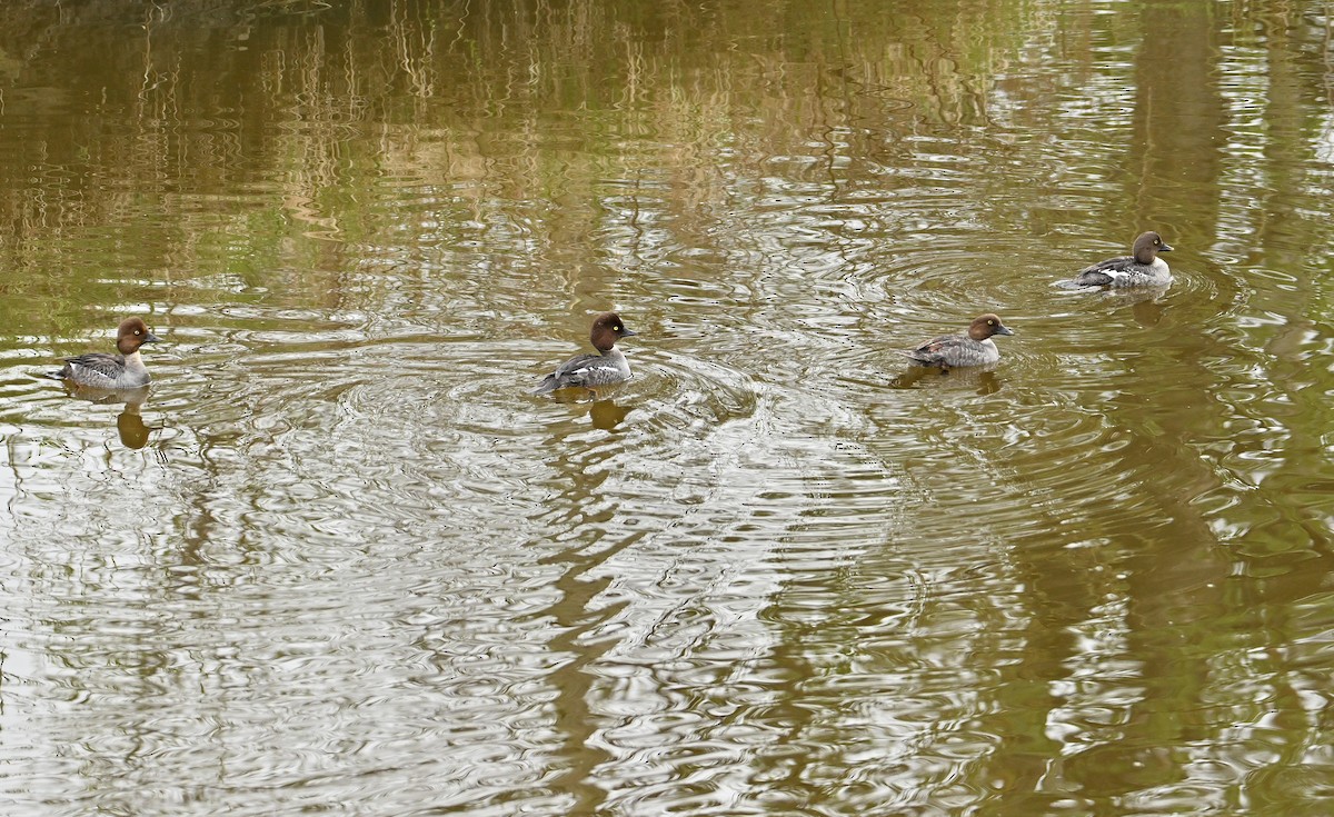 Common Goldeneye - Wayne Oakes