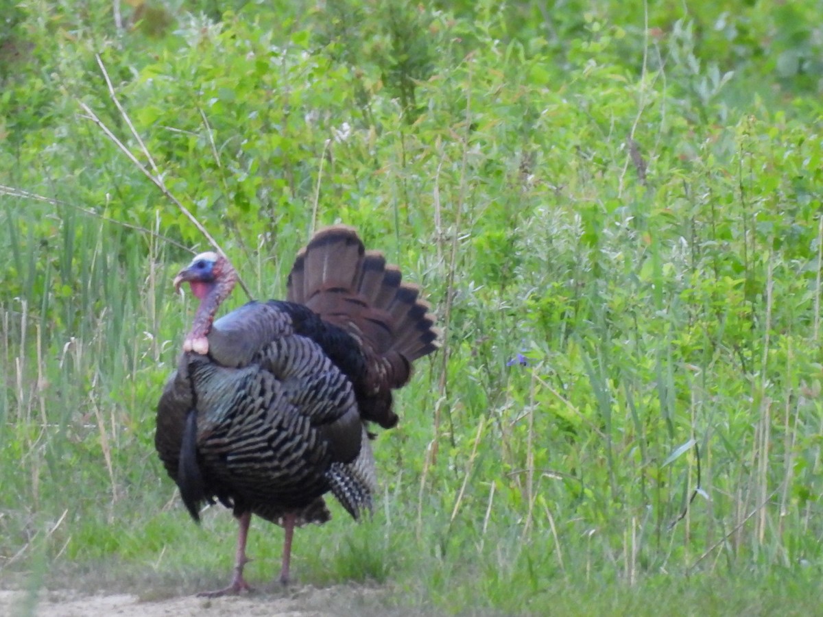 Wild Turkey - Annik Paquet