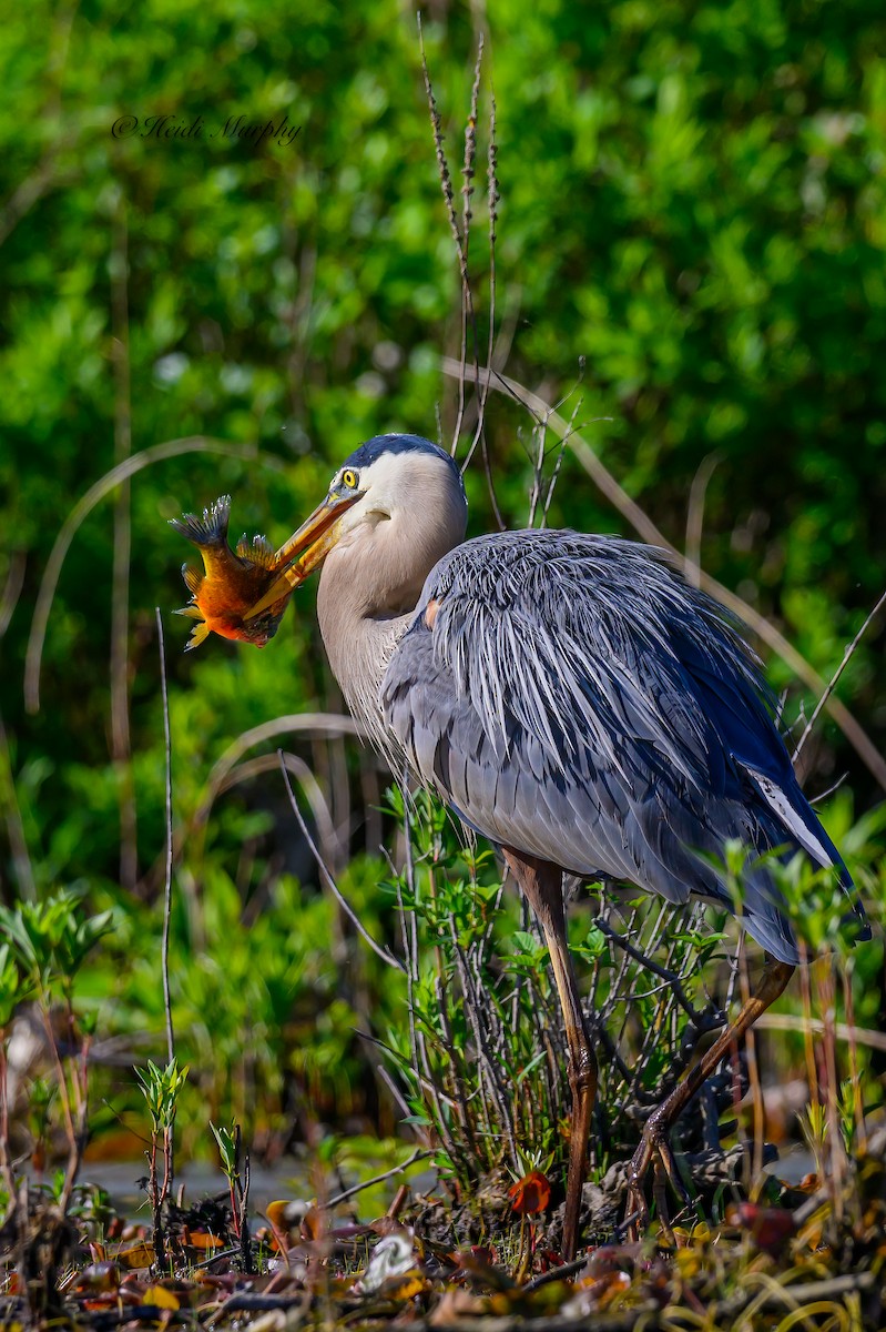 Great Blue Heron - Heidi Murphy