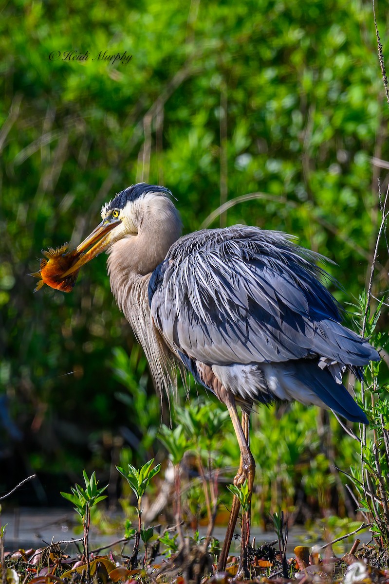 Great Blue Heron - Heidi Murphy