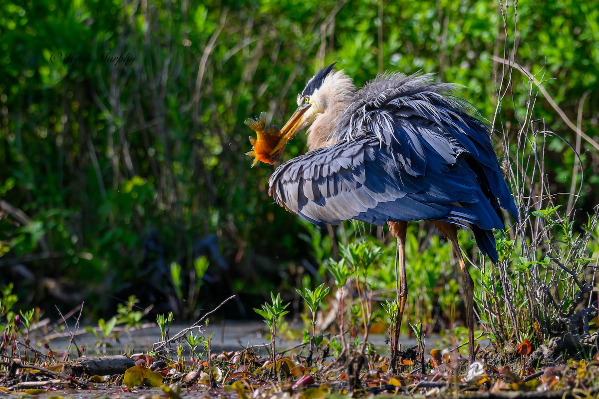 Great Blue Heron - Heidi Murphy