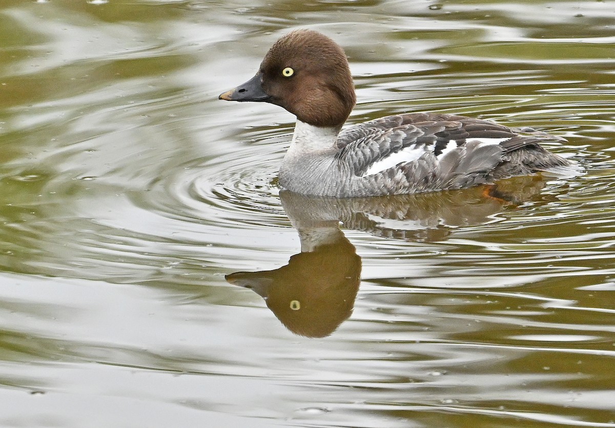 Common Goldeneye - Wayne Oakes