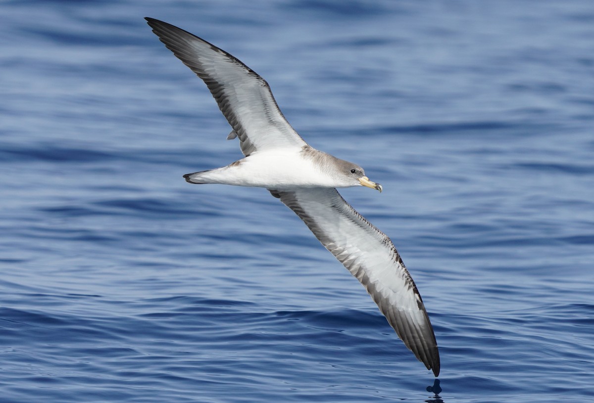 Cory's Shearwater (Scopoli's) - Marcos Real Gelardo