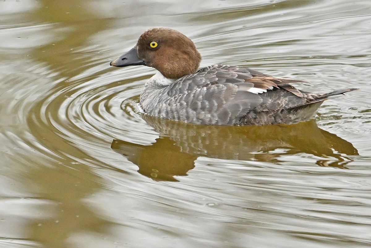 Common Goldeneye - Wayne Oakes