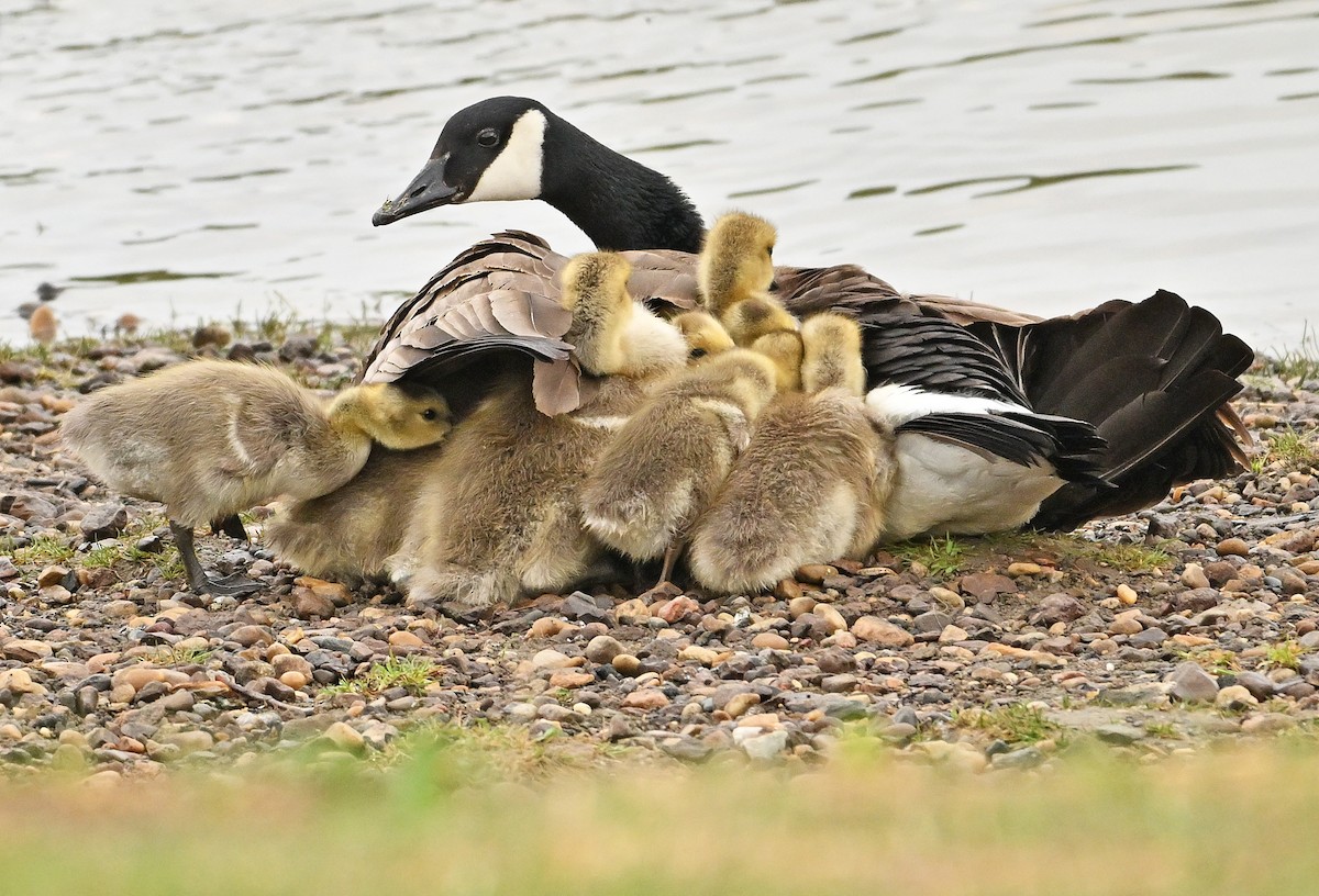 Canada Goose - Wayne Oakes