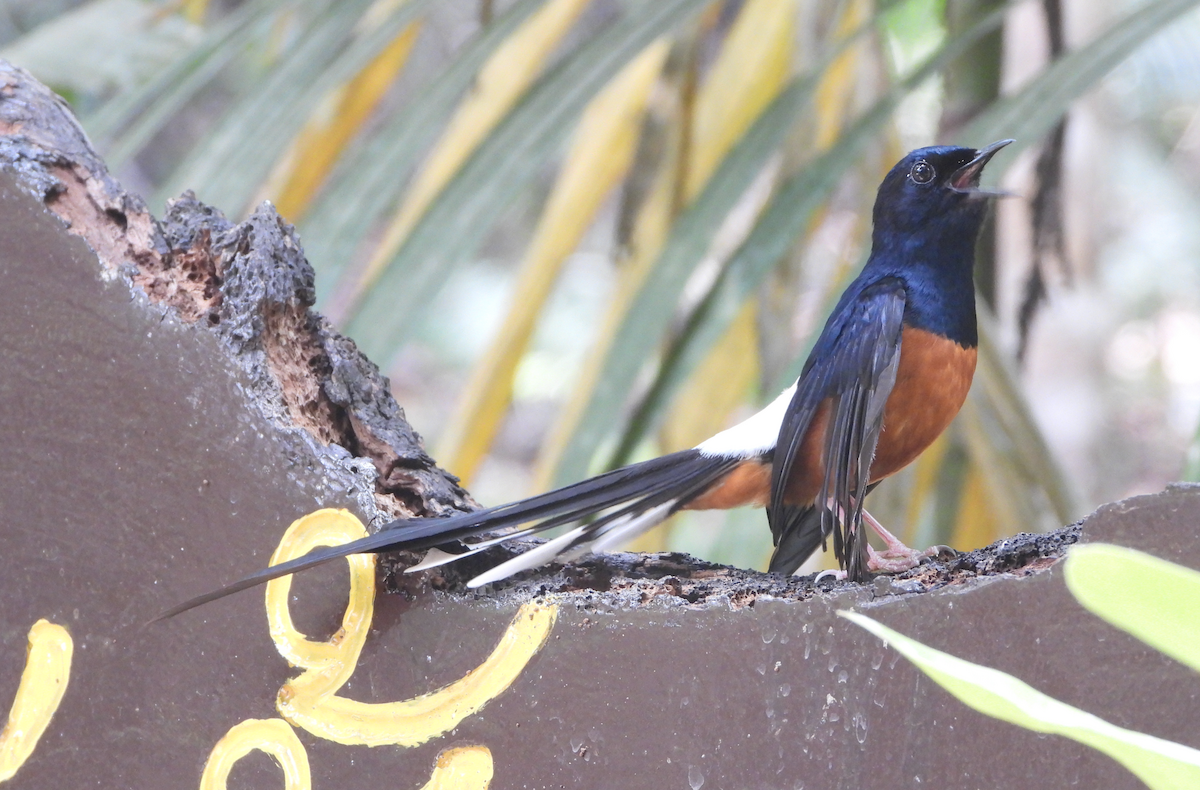 White-rumped Shama - ML619666740