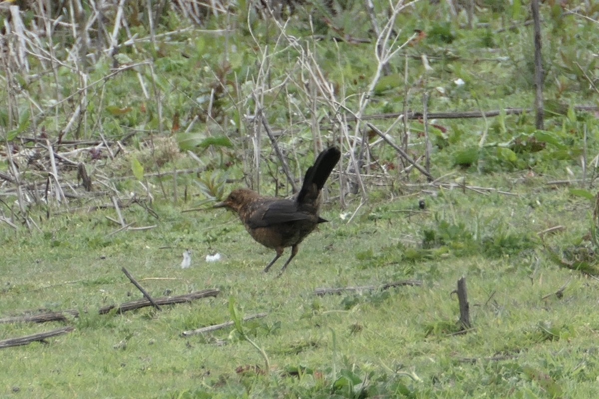 Eurasian Blackbird - ML619666741