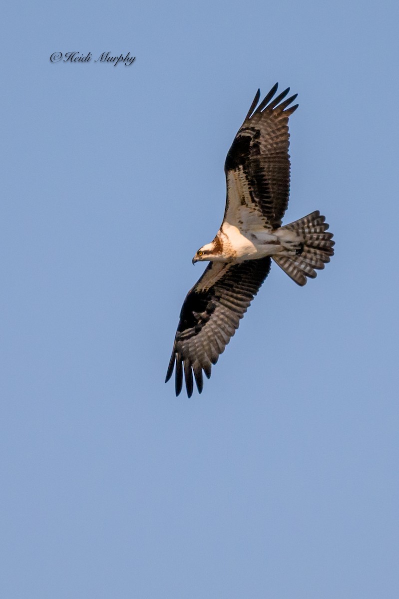 Osprey - Heidi Murphy