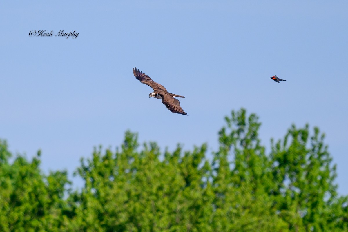 Osprey - Heidi Murphy