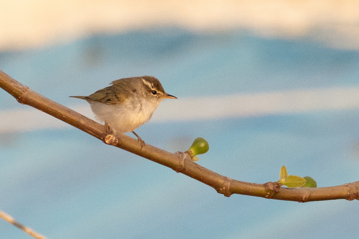 Arctic Warbler - Fran Kim