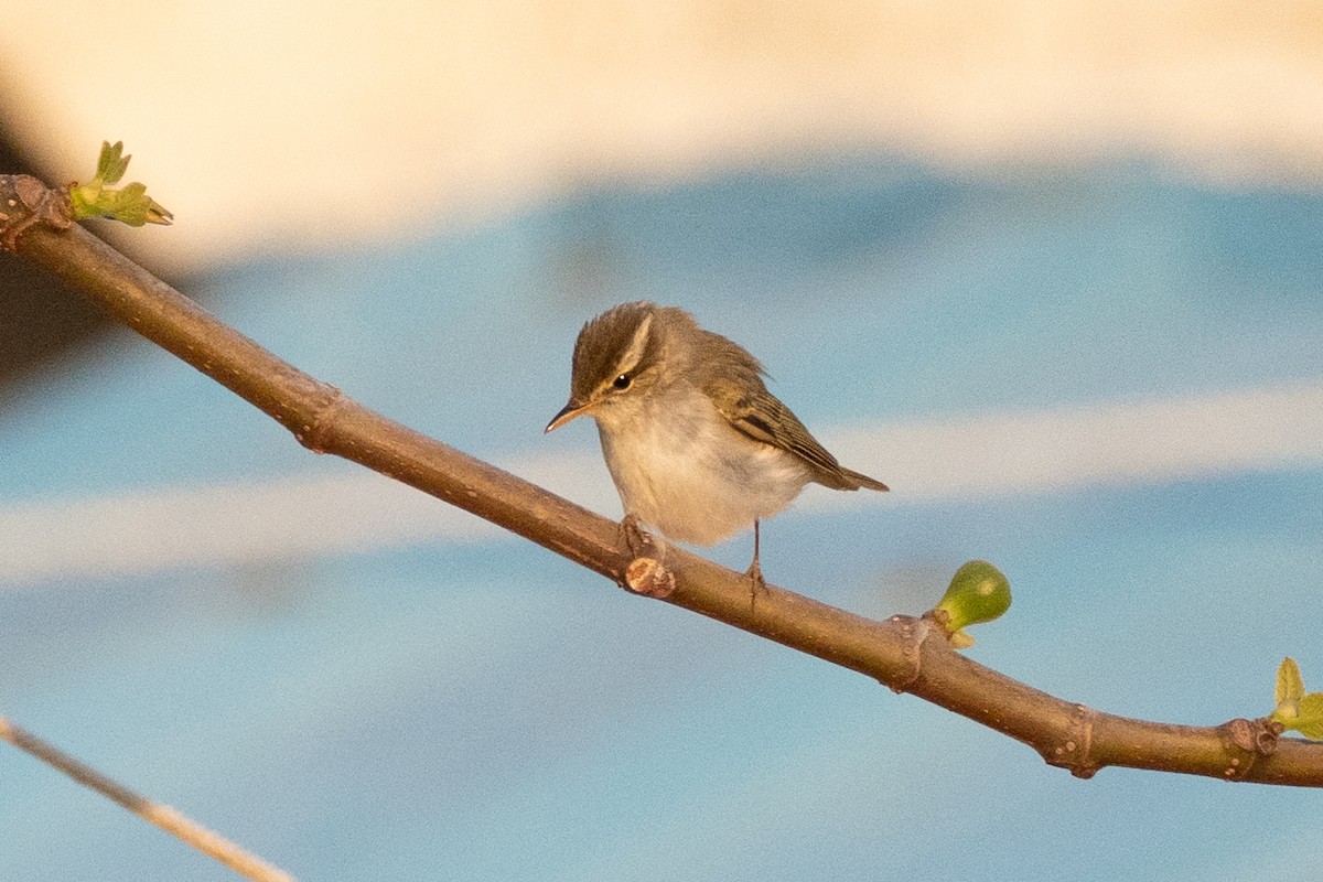 Arctic Warbler - Fran Kim