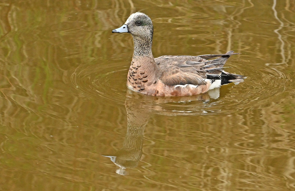 American Wigeon - Wayne Oakes