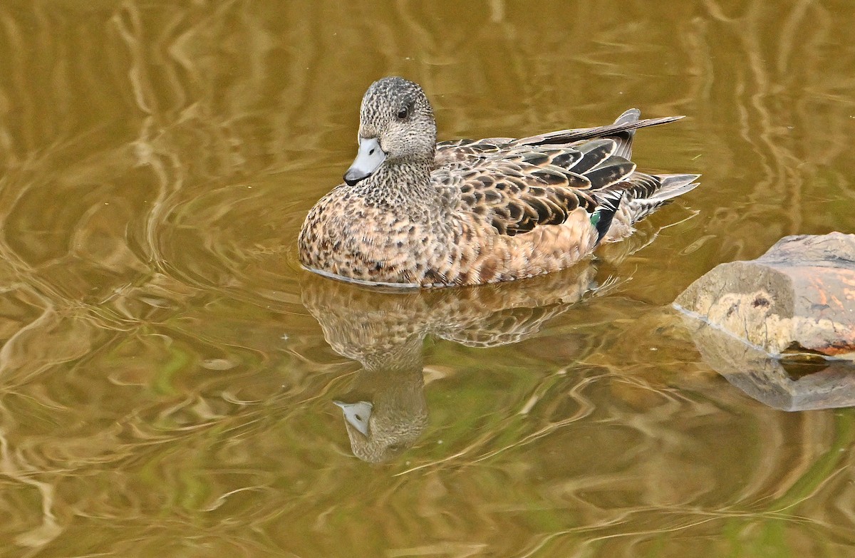 American Wigeon - Wayne Oakes