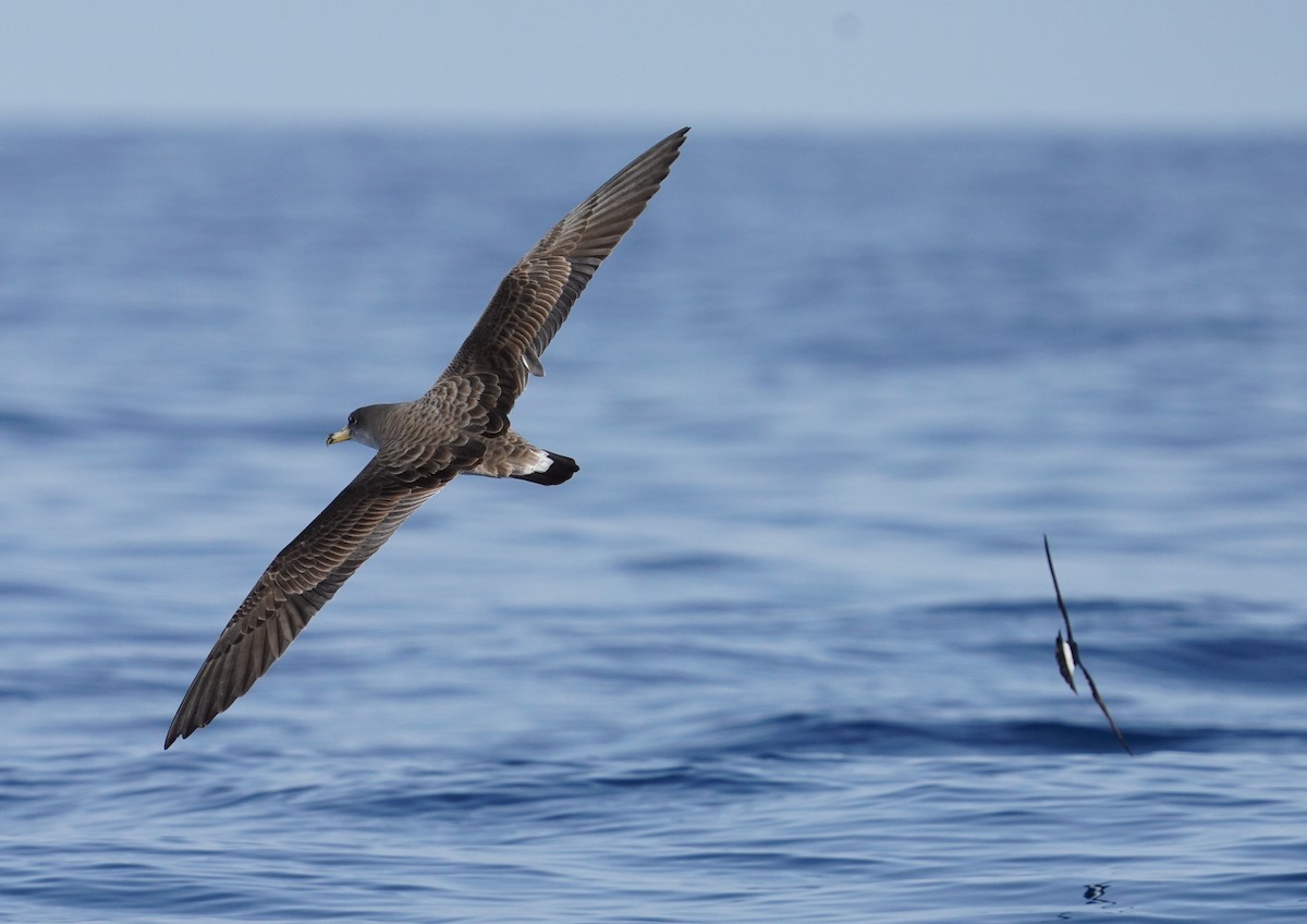 Cory's Shearwater (Scopoli's) - Marcos Real Gelardo