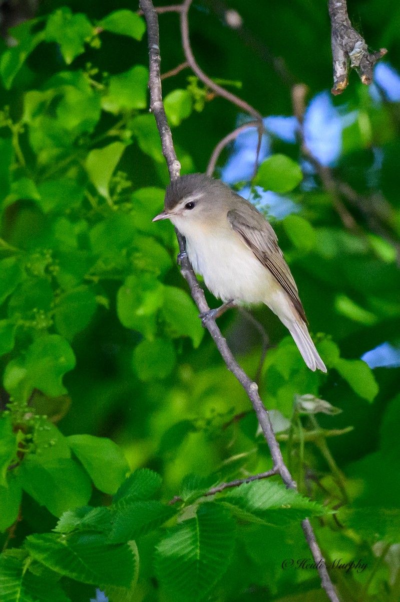 Warbling Vireo - Heidi Murphy