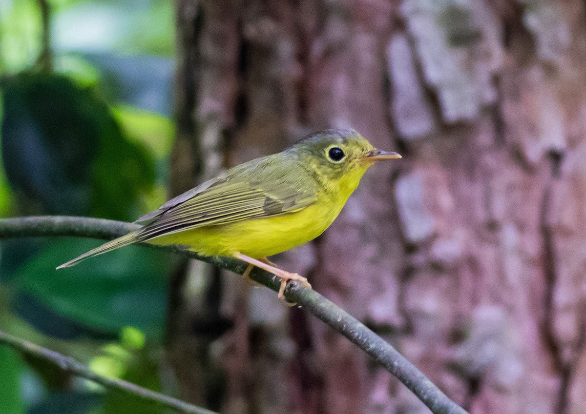 Alström's Warbler - ML619666775