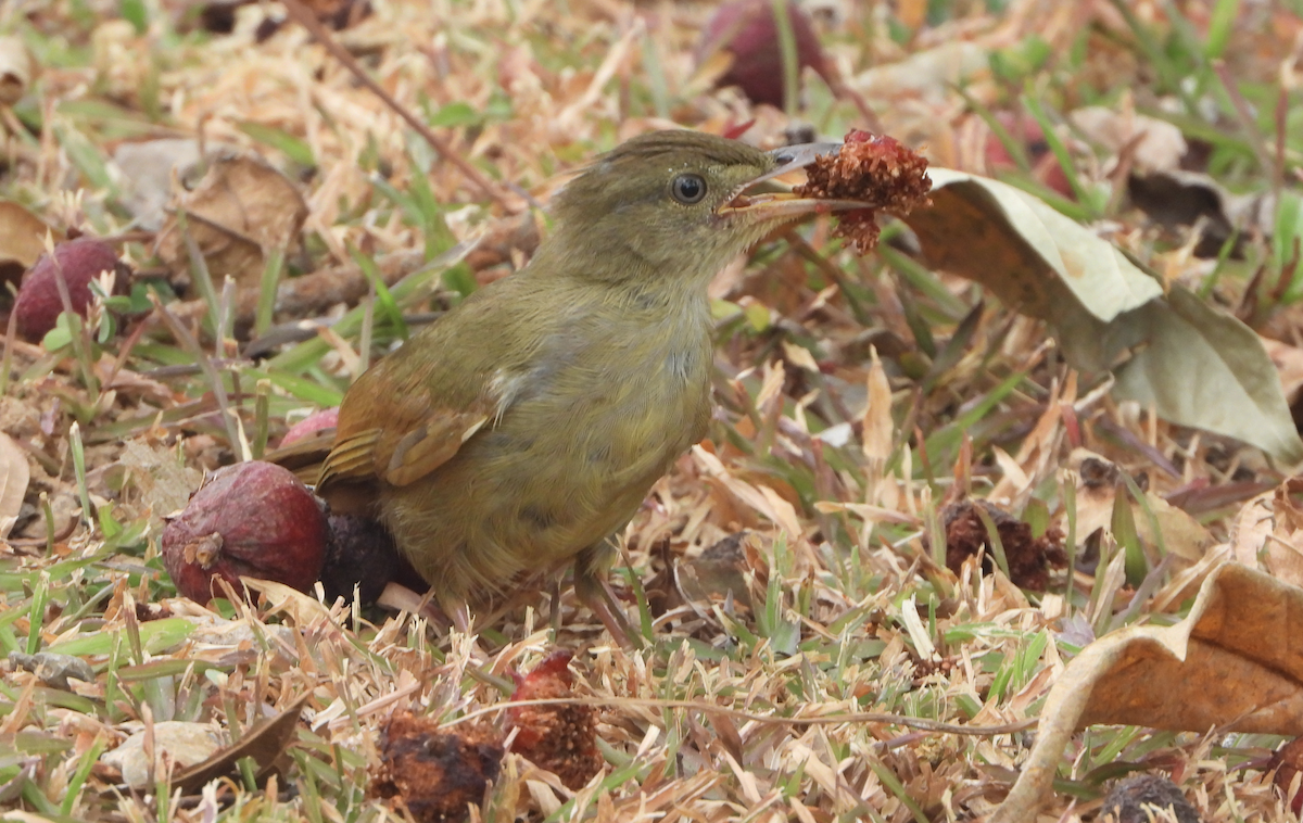 Gray-eyed Bulbul - Alfred McLachlan-Karr