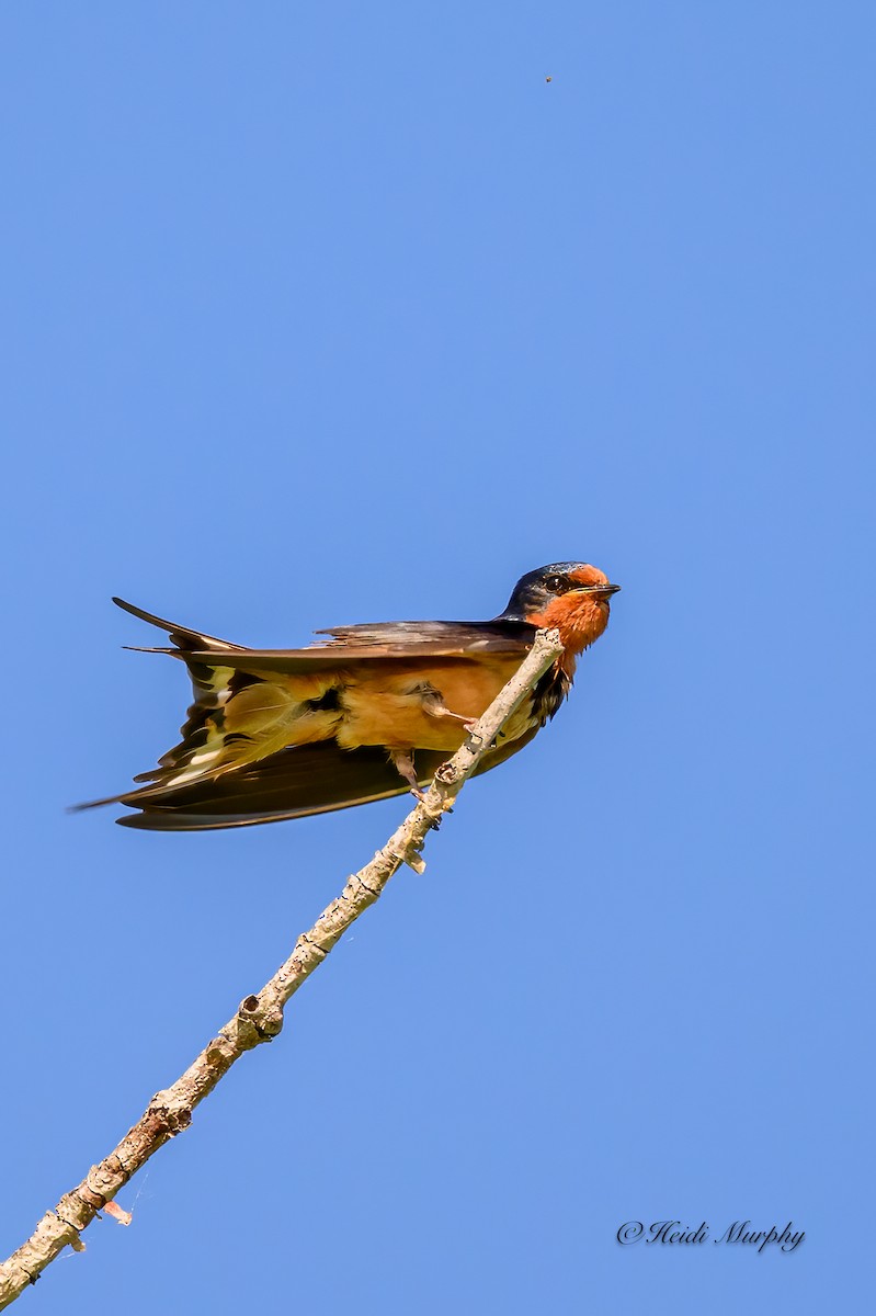 Barn Swallow - Heidi Murphy