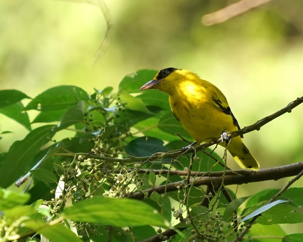 Black-naped Oriole - ML619666793