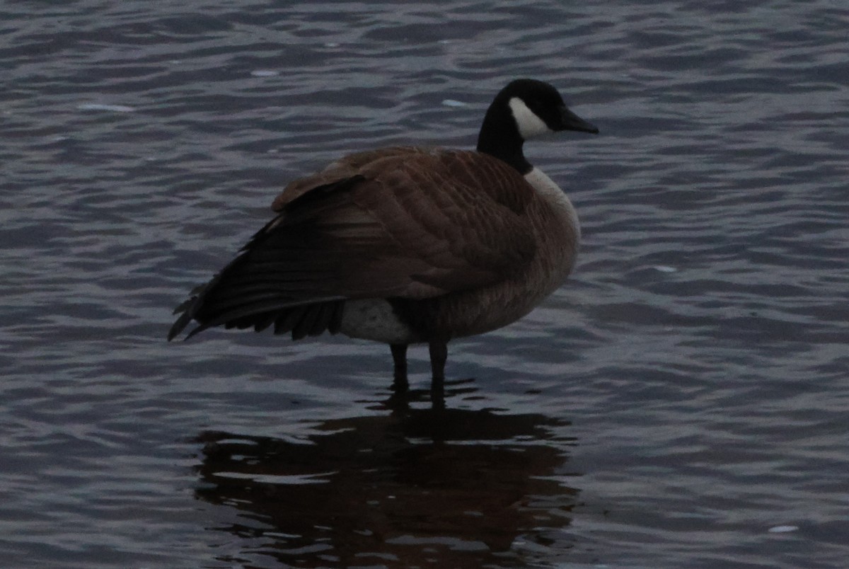 Canada Goose - Vern Bothwell