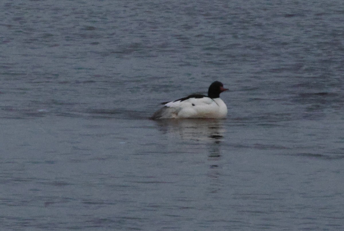 Common Merganser - Vern Bothwell