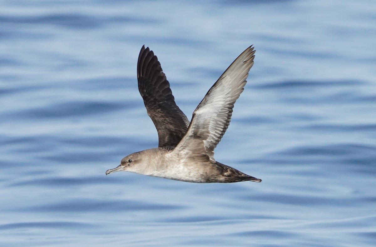 Balearic Shearwater - Marcos Real Gelardo