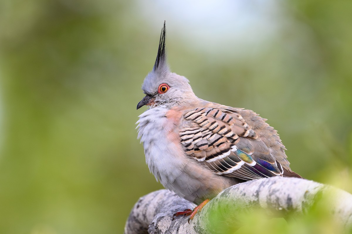 Crested Pigeon - David Southall