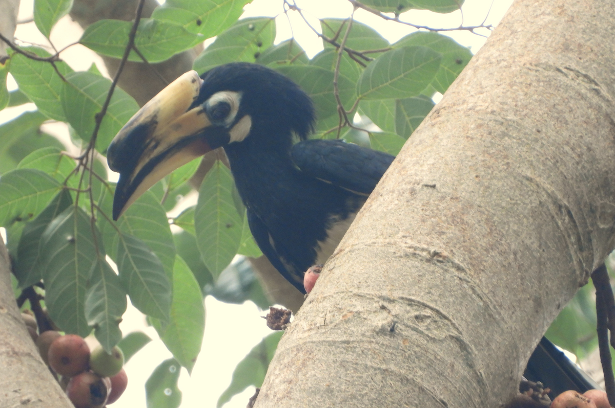 Oriental Pied-Hornbill - ML619666817