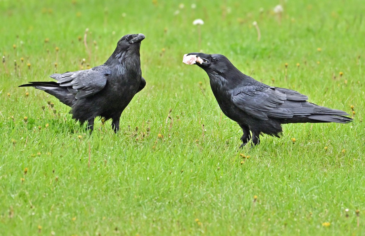 Common Raven - Wayne Oakes