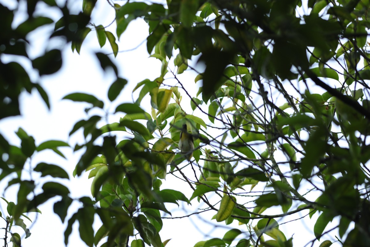 Swinhoe's White-eye - Jai Humphries