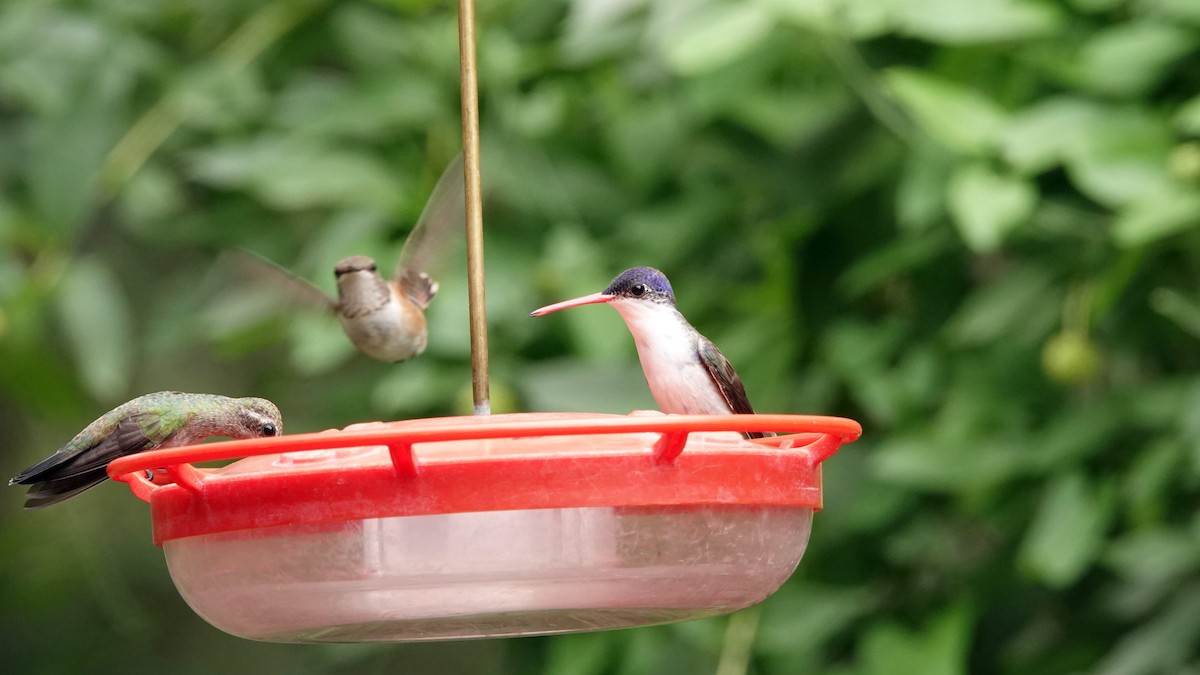 Violet-crowned Hummingbird - leo wexler-mann