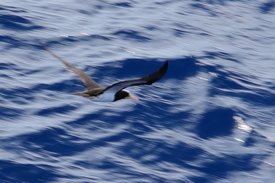 Brown Booby - Bert Frenz