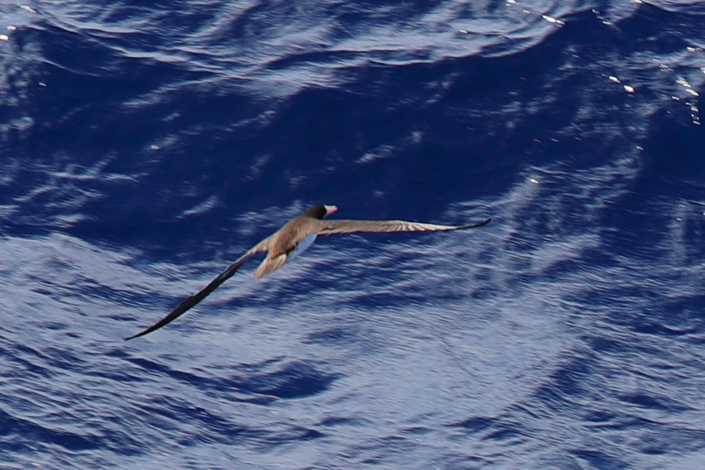 Brown Booby - Bert Frenz