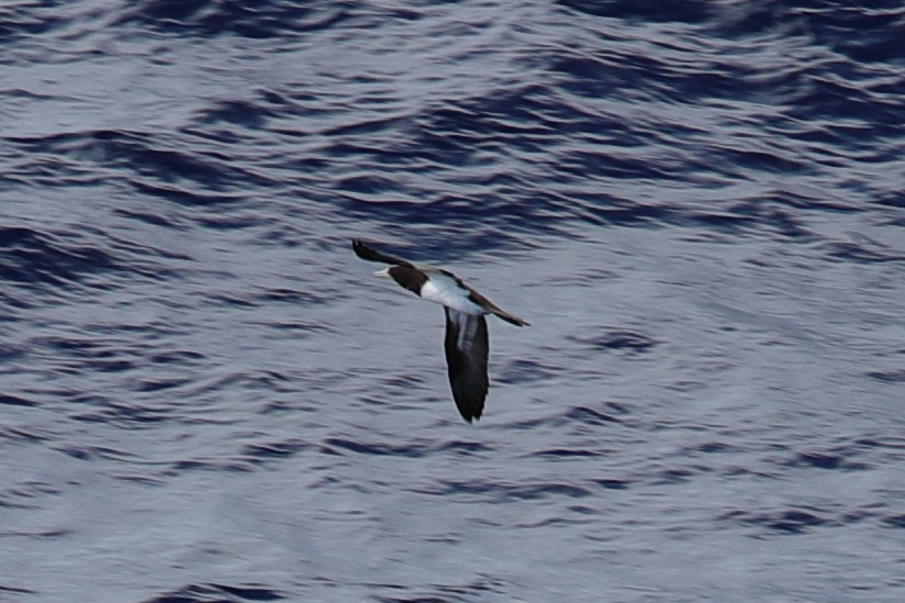 Brown Booby - Bert Frenz