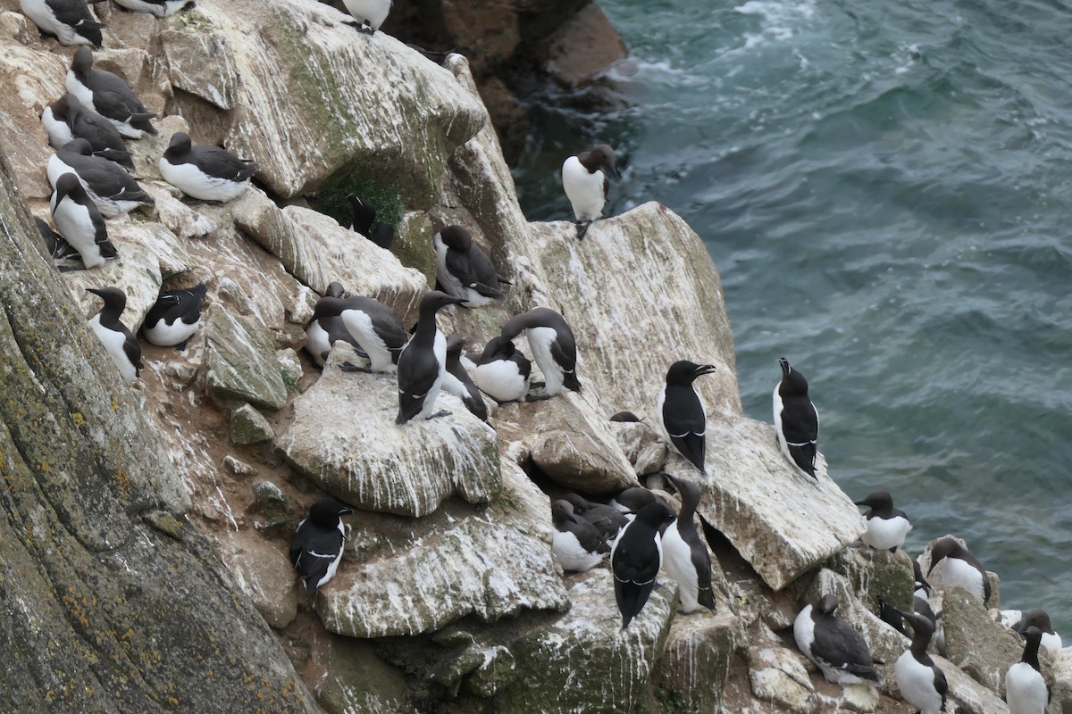 Common Murre - ML619666853